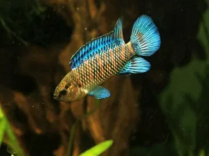 Badis Badis - Pesce camaleonte - 4 cm