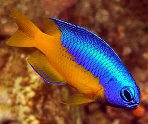 Pomacentrus auriventris (Yellowbelly Blue Damsel) - Damigella