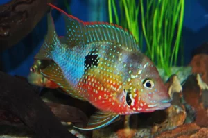Cichlasoma ellioti 3-6 cm - Ciclidi Americani - Thorichthys ellioti
