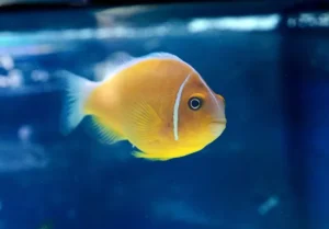 Amphiprion Perideraion (Pesce pagliaccio dorso bianco)