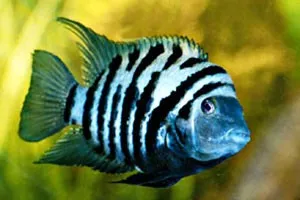 Cichlasoma Nigrofasciatum 3-6 cm - Ciclidi americani