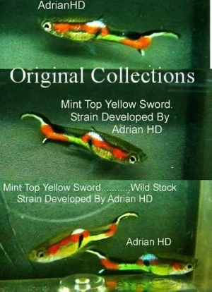 Coppia di POECILIA WINGEI MINT TOP YELLOW SWORD, endler puri
