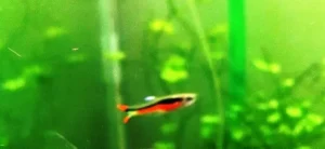 Coppia di POECILIA WINGEI Red-Black, endler