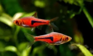Trigonostigma espei – Lambchop Rasbora 1,5-3 cm