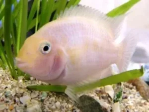 Cichlasoma Nigrofasciatum albino 6 cm - Ciclidi Americani