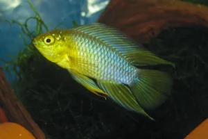 Apistogramma Borellii 3-4 cm - maschio e femmina - ciclidi nani
