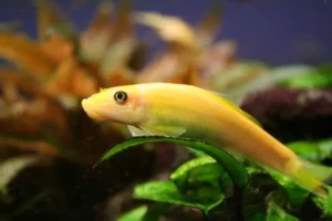 Gyrinocheilus aymonieri gold 4-5 cm - Pesce pulitore mangia-alghe nere