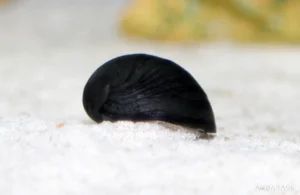 Neritina sp. Black Helmet 2 cm mangia alghe nere a pennello
