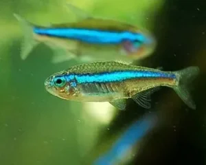 Paracheirodon Simulans, Tetra Neon verde 1,5-2 cm