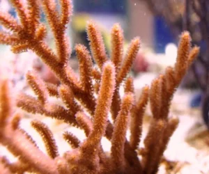 Rumphella sp - Corallo molle facile - frag 5 cm