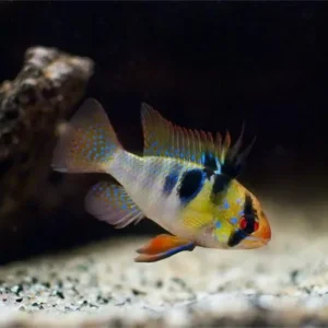 Mikrogeophagus ramirezi RAM 2-5 cm - Ciclidi nani