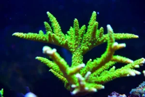 Montipora Stellata - Coralo duro SPS- frag 3-5 cm
