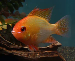 Mikrogeophagus ramirezi Gold red RAM 3-5 cm - Ciclidi Nani