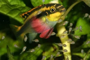 Pelvicachromis Pulcher 3,5-6 cm - ciclidi nani