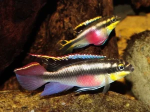 Coppia di Pelvicachromis Pulcher 3,5-6 cm - Ciclidi nani