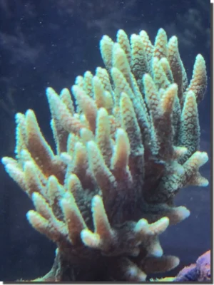 Seriatopora Caliendrum gialla - Corallo duro SPS- frag 5-7 cm