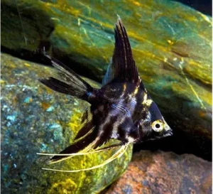 Pterophyllum Scalare Marble 3-5 cm