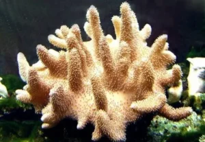 Lobophytum sp. Mushroom Finger - Corallo molle facile - 8 cm su frag