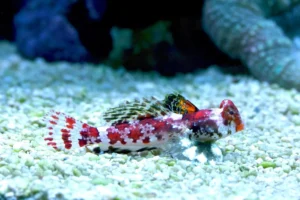 Synchiropus Marmoratus - Pesce mandarino marmorato - mangia planarie