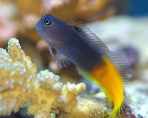 Ecsenius Bicolor - Bavosa Bicolore - Bicolor Blenny