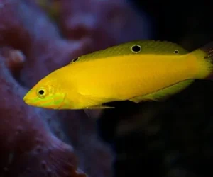 Halichoeres chrysus - Pesce banana - pesce cardellino - labride