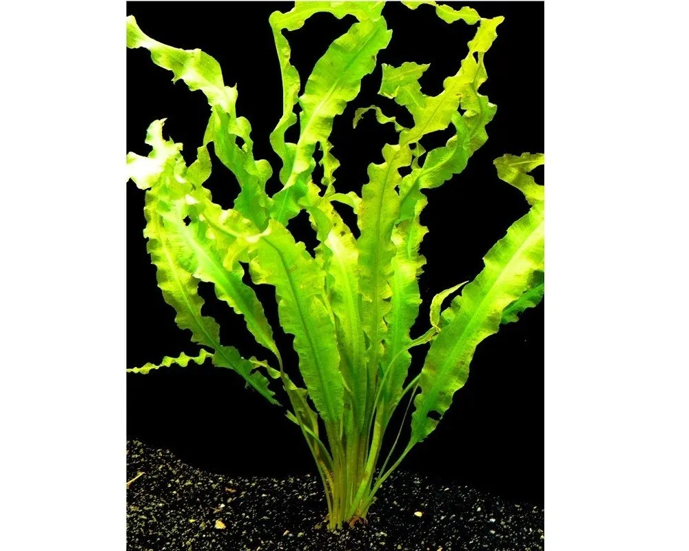 Aponogeton Crispus, pianta facile a foglia larga