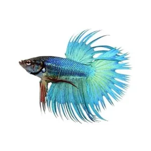 Betta splendens crowntail green blue, pesce combattente maschio