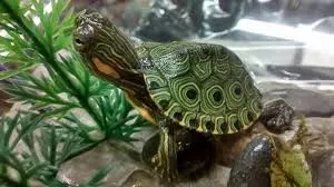 Tartaruga acquatica Trachemys Callirostris 6 cm