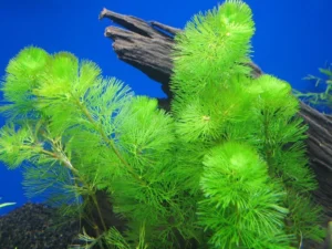 Cabomba acquatica, pianta a crescita rapida depurativa