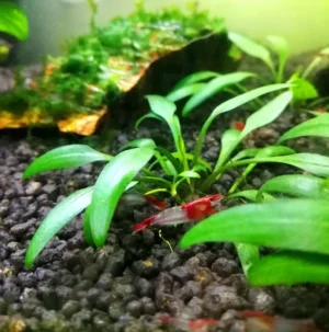 NEOCARIDINA DAVIDI RED RILI 1-2 cm - gamberetto per acquario d'acqua dolce
