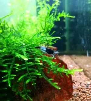 NEOCARIDINA DAVIDI CARBON RILI 1-2 cm - gamberetto per acquario d'acqua dolce