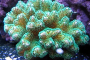 Pocillopora Damicornis Green - verde - Corallo duro SPS- frag 3-4 cm