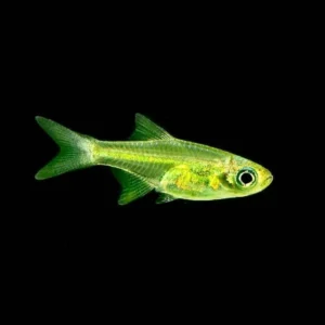 Microrasbora Kubotai 1,5 cm - nanofish fluo - Microdevario Kubotai