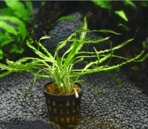 Cryptocoryne Retrospiralis in vasetto - pianta facile da primo piano