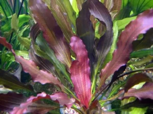 Echinodorus Rubin in vasetto, pianta facile a foglia larga