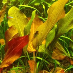 Echinodorus Lena in vasetto, pianta facile a foglia larga