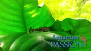 ANCISTRUS DOLICHOPTERUS 2-3 cm pulitori da vetro