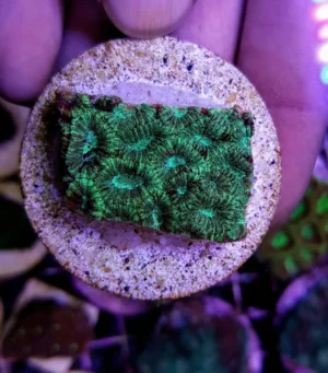 Favites Pentagona Green - Corallo duro LPS facile - frag circa 5 cm