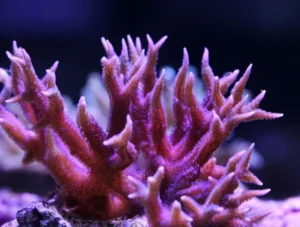 Seriatopora Spp. Pink - Corallo duro SPS- frag 5 cm