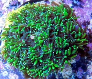 Galaxea Fascicularis Green - Corallo duro LPS - frag 3-5 cm