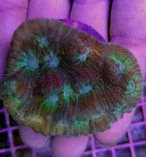 Echinophyllia spp. - Corallo duro LPS facile - frag 5 cm