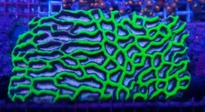 Platygyra spp. Premium - Corallo duro LPS facile - frag 5 cm
