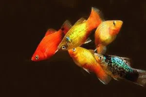 PLATY MULTICOLOR, xiphophorus maculatus colori misti 2-4 cm