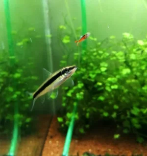 CROSSOCHEILUS SIAMENSIS (oblongus) 2-5 cm - Pesce pulitore mangia-alghe nere a pennello