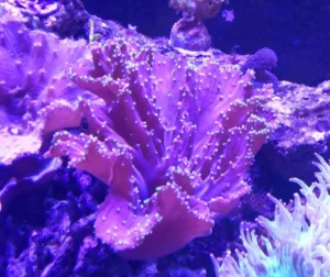 Sinularia sp. Pink punte verdi fluo - Corallo molle facile - frag 10-15 cm