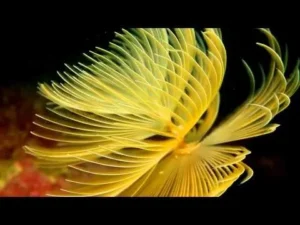 Spirografo Sabellastarte sp. yellow - giallo