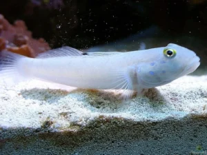 Valenciennea sexguttata - Ghiozzo bianco 6 macchie - setaccia la sabbia
