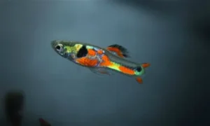 Coppia di POECILIA WINGEI DOUBLE RED STRIPE / RED CHEST, endler puri
