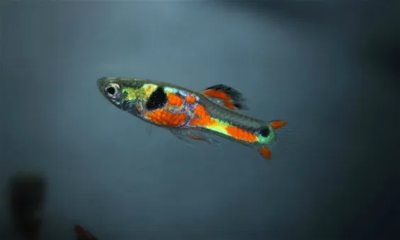 Coppia di POECILIA WINGEI DOUBLE RED STRIPE / RED CHEST, endler puri