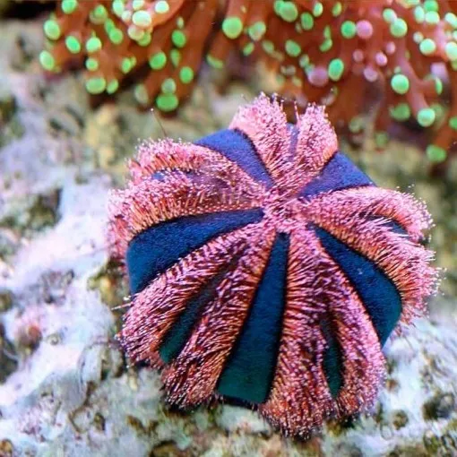 Mespilia Globulus - riccio pulitore alghivoro porpora-blue